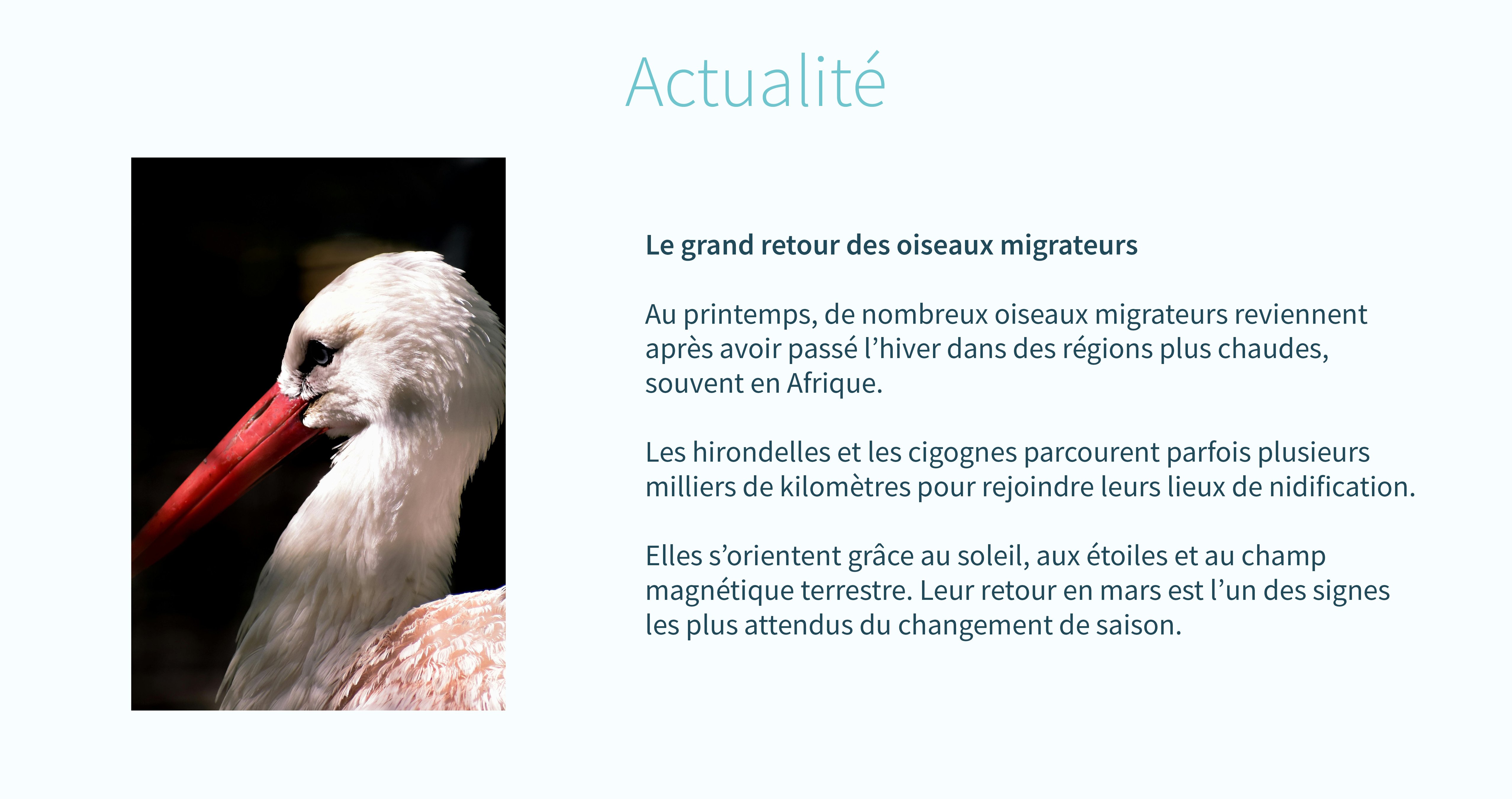 Le grand retour des oiseaux migrateurs